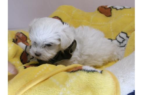 成約済の埼玉県のマルチーズ-58760の8枚目