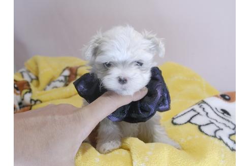 成約済の埼玉県のマルチーズ-58762の1枚目