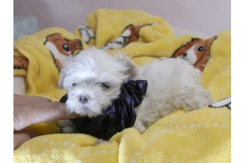 成約済の埼玉県のマルチーズ-58762の10枚目