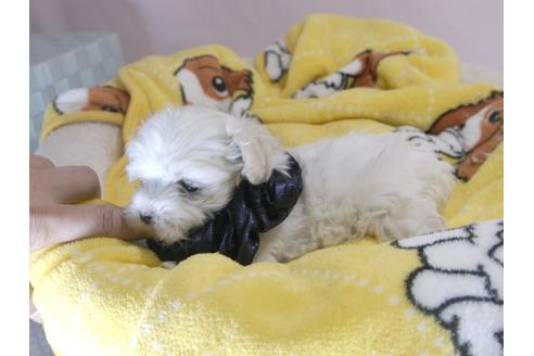 成約済の埼玉県のマルチーズ-58762の7枚目