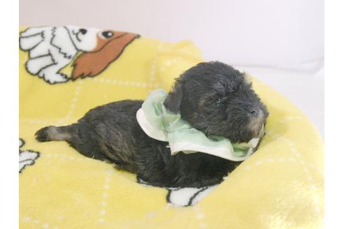 成約済の埼玉県のミニチュアシュナウザー-57578の3枚目