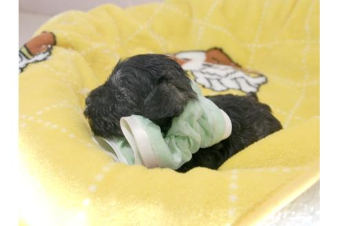成約済の埼玉県のミニチュアシュナウザー-57578の2枚目