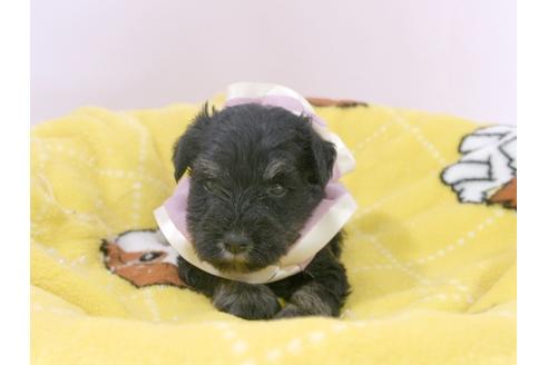 成約済の埼玉県のミニチュアシュナウザー-57579の6枚目