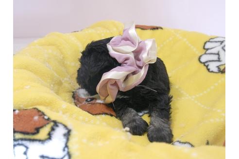 成約済の埼玉県のミニチュアシュナウザー-57579の5枚目
