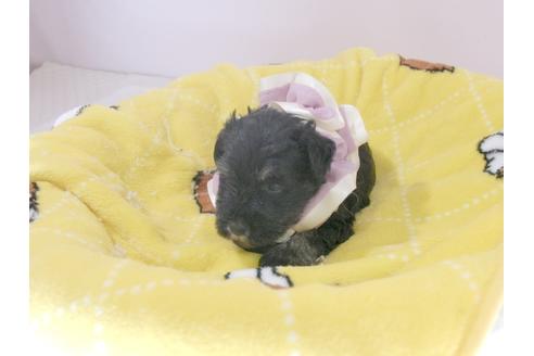 成約済の埼玉県のミニチュアシュナウザー-57579の2枚目