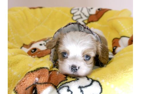 成約済の埼玉県のキャバリアキングチャールズスパニエル-57757の5枚目