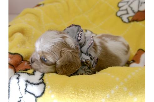 成約済の埼玉県のキャバリアキングチャールズスパニエル-57757の3枚目