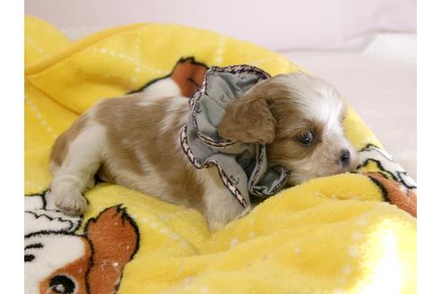 成約済の埼玉県のキャバリアキングチャールズスパニエル-57757の2枚目