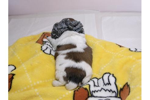 成約済の埼玉県のシーズー-59228の1枚目