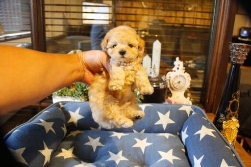 成約済の埼玉県のトイプードル-59229