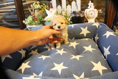 成約済の埼玉県のトイプードル-59229の4枚目