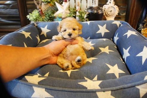 成約済の埼玉県のトイプードル-59229の3枚目