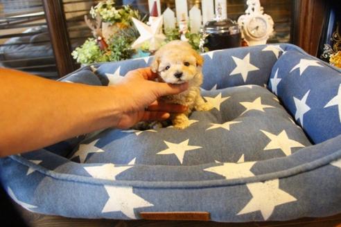 成約済の埼玉県のトイプードル-59229の2枚目