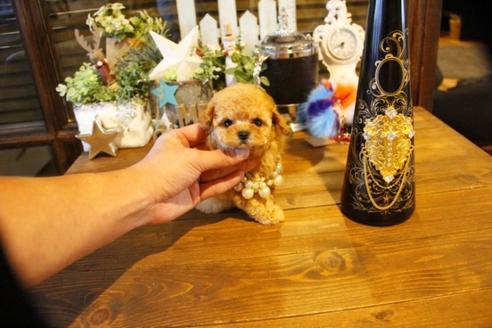 成約済の埼玉県のティーカッププードル-58888の10枚目