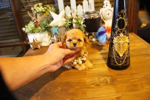 成約済の埼玉県のティーカッププードル-58888の9枚目