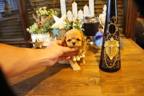 成約済の埼玉県のティーカッププードル-58888の7枚目