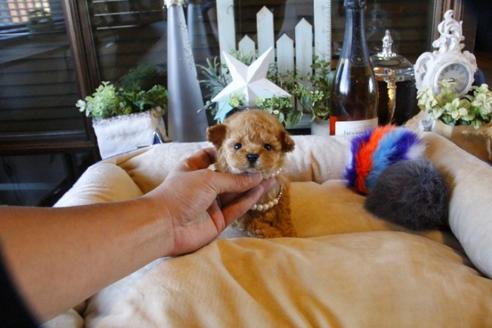 成約済の埼玉県のティーカッププードル-58888の6枚目