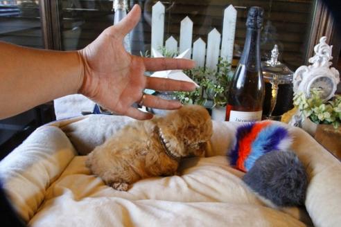 成約済の埼玉県のティーカッププードル-58888の5枚目