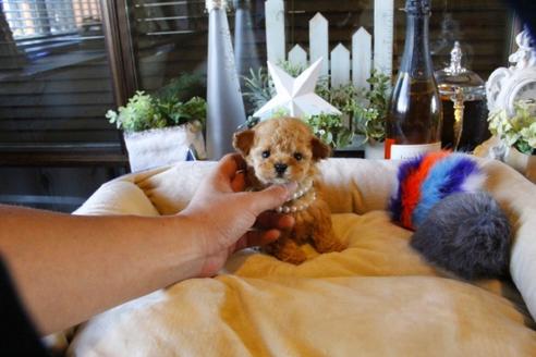 成約済の埼玉県のティーカッププードル-58888の3枚目