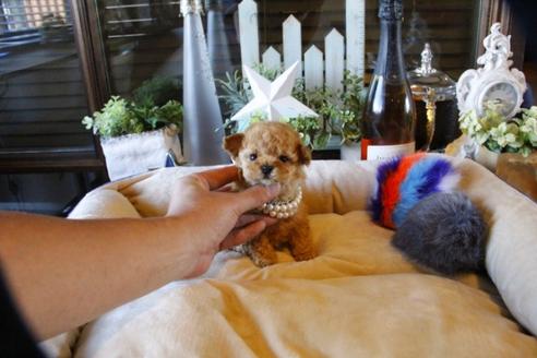 成約済の埼玉県のティーカッププードル-58888の2枚目