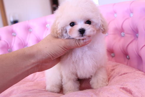 成約済の茨城県のトイプードル-59148の1枚目