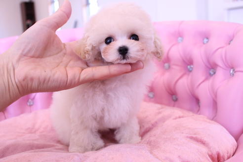 成約済の茨城県のトイプードル-59148の6枚目