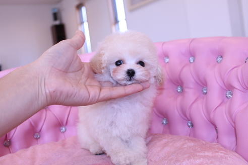 成約済の茨城県のトイプードル-59148の5枚目