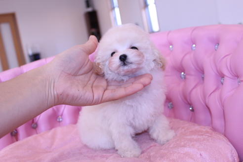 成約済の茨城県のトイプードル-59148の2枚目