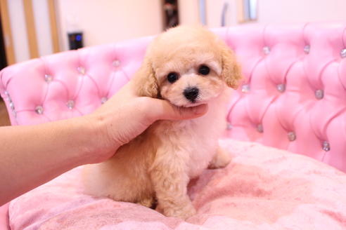 成約済の茨城県のトイプードル-59147の12枚目