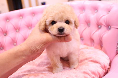 成約済の茨城県のトイプードル-59277の9枚目