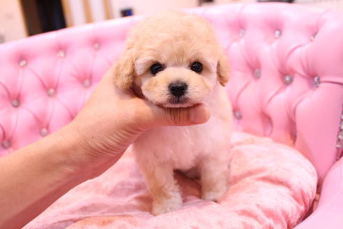 成約済の茨城県のトイプードル-59277の8枚目