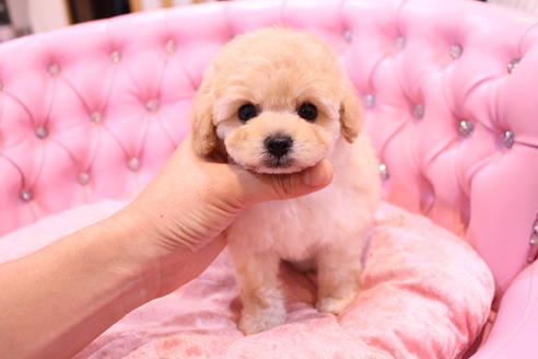 成約済の茨城県のトイプードル-59277の1枚目