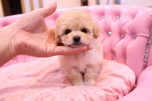 成約済の茨城県のトイプードル-59277の6枚目