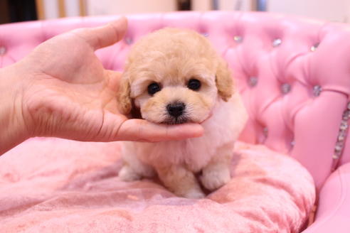 成約済の茨城県のトイプードル-59277の5枚目