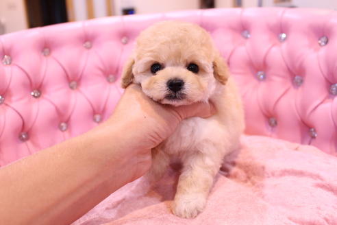 成約済の茨城県のトイプードル-59277の4枚目