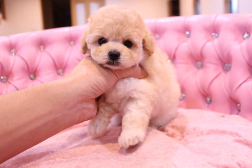 成約済の茨城県のトイプードル-59277の3枚目