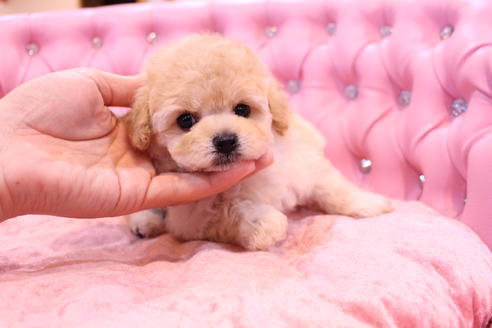 成約済の茨城県のトイプードル-59277の2枚目