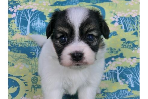 成約済の千葉県のパピヨン-59296の4枚目