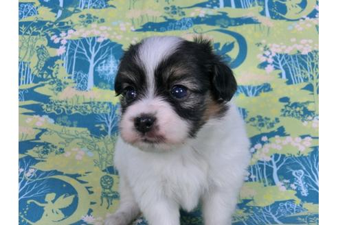 成約済の千葉県のパピヨン-59296の3枚目