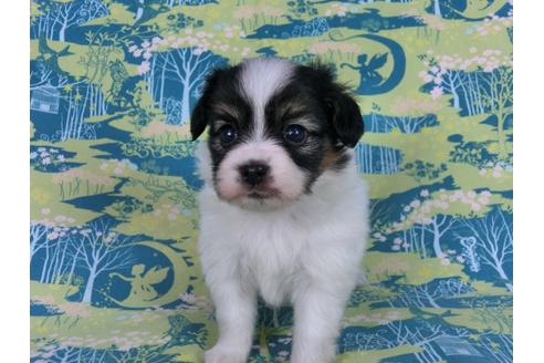 成約済の千葉県のパピヨン-59296の2枚目