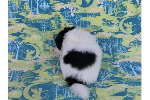 成約済の千葉県のパピヨン-59296の1枚目