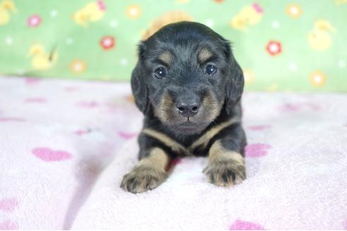 成約済の兵庫県のミニチュアダックスフンド(ロングヘアード)-59313の4枚目