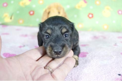 成約済の兵庫県のミニチュアダックスフンド(ロングヘアード)-59313の3枚目