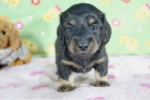 成約済の兵庫県のミニチュアダックスフンド(ロングヘアード)-59313の2枚目