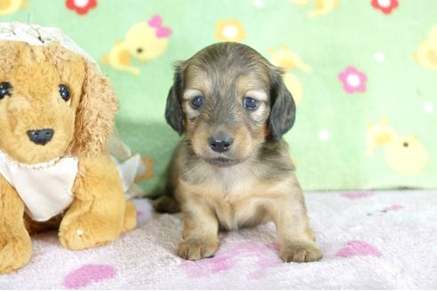 成約済の兵庫県のミニチュアダックスフンド(ロングヘアード)-59315の4枚目