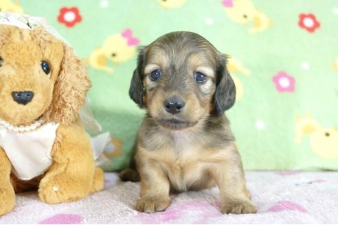 成約済の兵庫県のミニチュアダックスフンド(ロングヘアード)-59315の3枚目