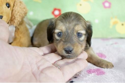 成約済の兵庫県のミニチュアダックスフンド(ロングヘアード)-59315の2枚目