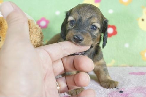 成約済の兵庫県のミニチュアダックスフンド(ロングヘアード)-59316の4枚目