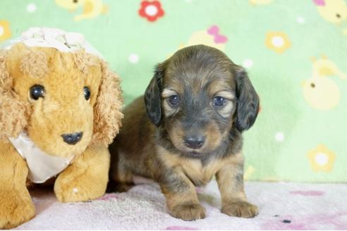 成約済の兵庫県のミニチュアダックスフンド(ロングヘアード)-59316の3枚目