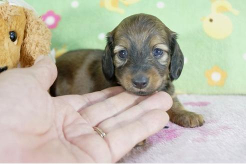 成約済の兵庫県のミニチュアダックスフンド(ロングヘアード)-59316の2枚目